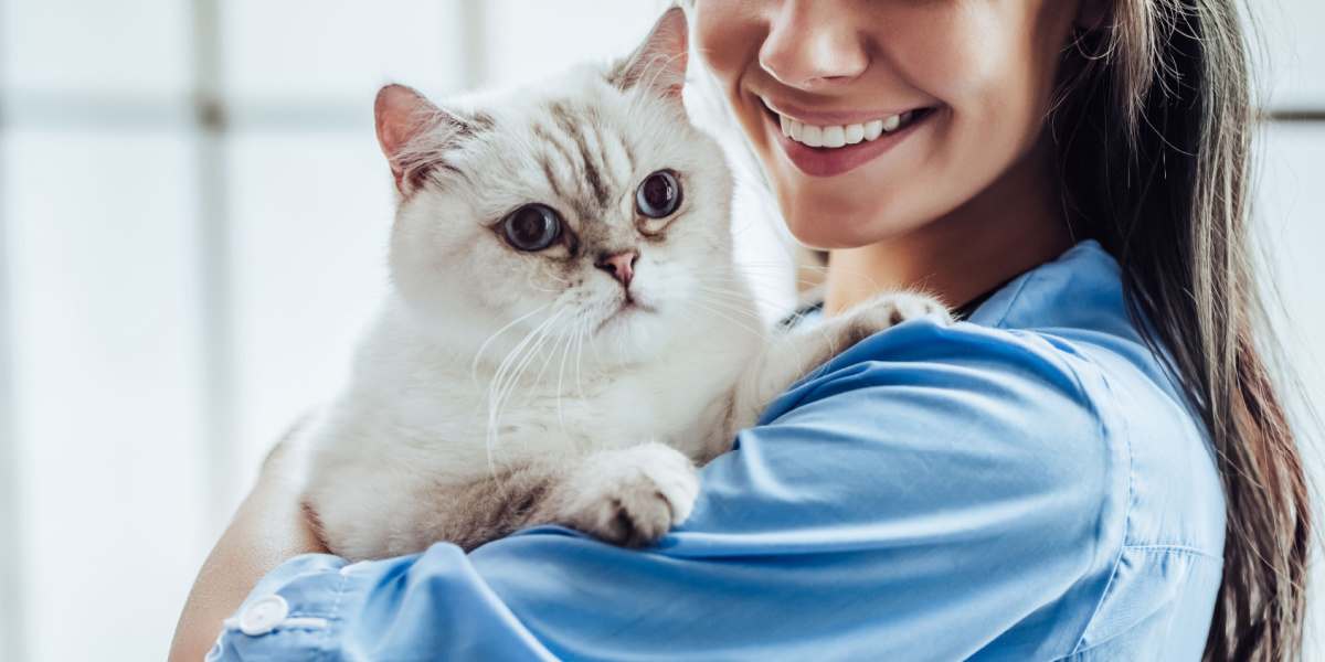 Vétérinaire tenant doucement un chat calme et satisfait.