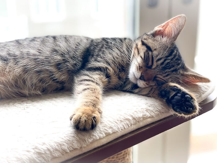 Image illustrant un chat souffrant de nausées, montrant un signe courant d'inconfort ou de maladie chez les félins.