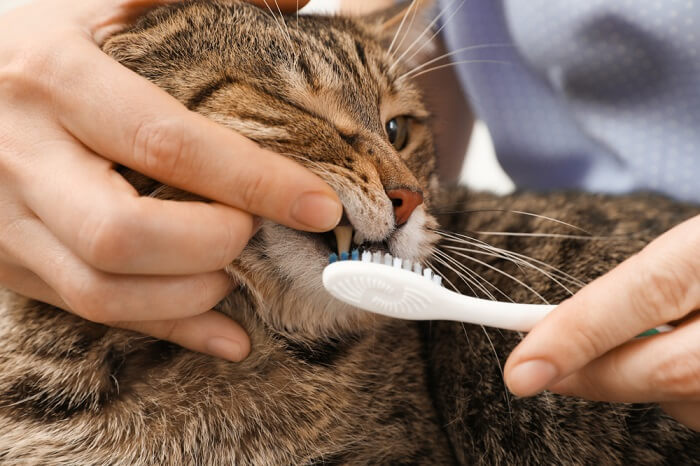 Personne ouvrant la bouche d'un chat pour le brosser avec une brosse à dents