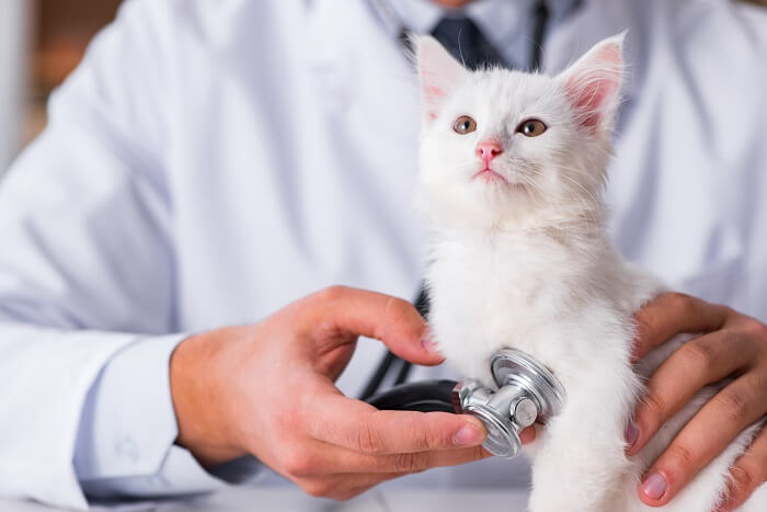 Chat examiné par un vétérinaire lors d'un contrôle