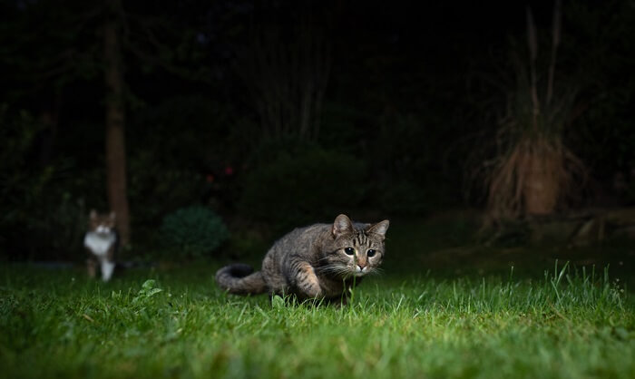 chat bondissant dans l'herbe