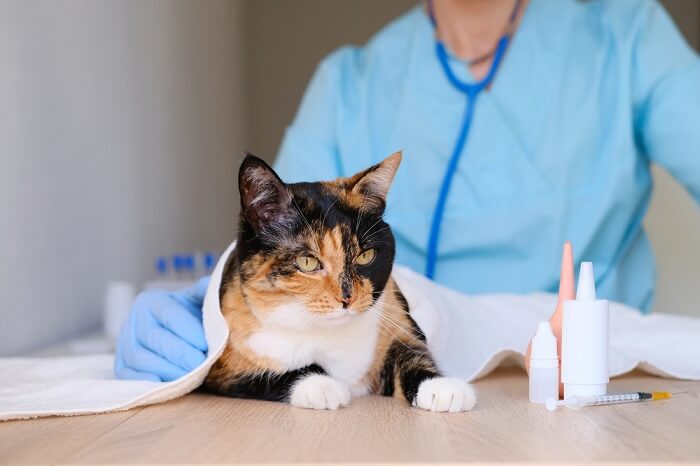 Une image capturant un chat subissant un examen approfondi, mettant en évidence les soins responsables prodigués aux animaux de compagnie et les visites vétérinaires régulières.