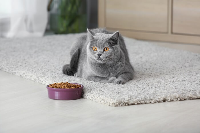 chat gris couché devant une gamelle remplie de nourriture