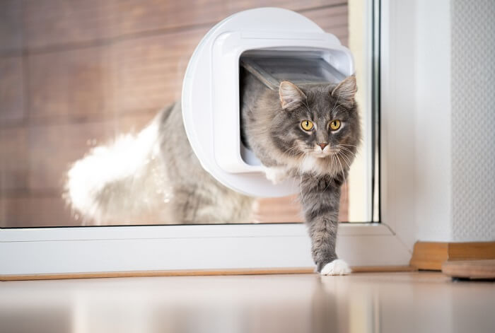 Chat utilisant une chatière