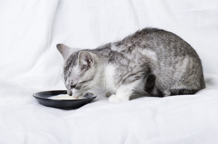 Chaton buvant du lait dans une soucoupe