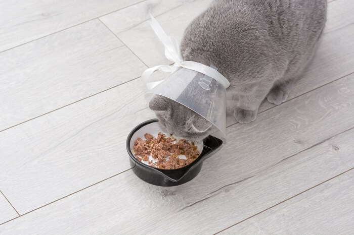 chat portant un collier élisabéthain mangeant de la nourriture