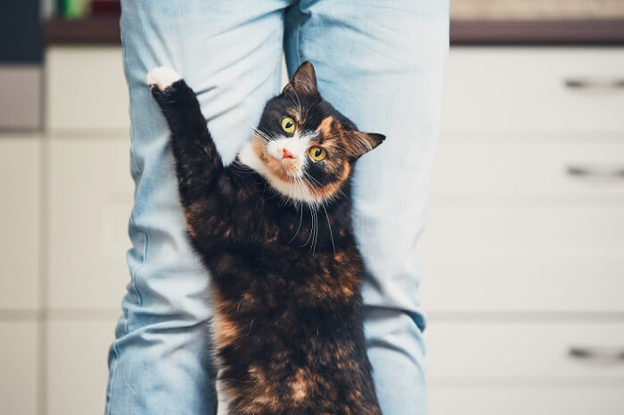 chat debout tenant un humain