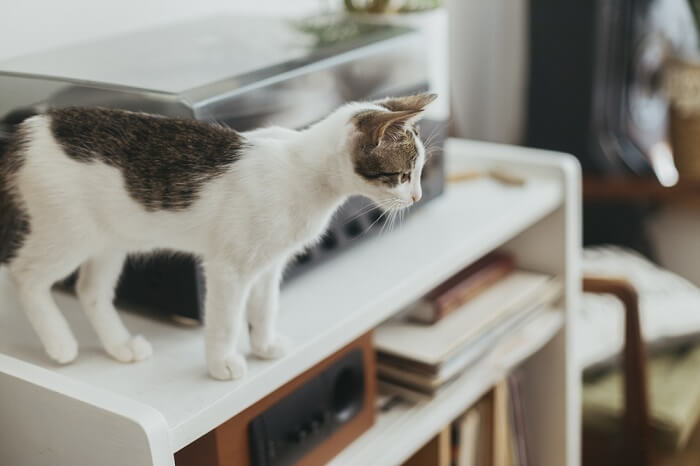 Chat debout sur un bureau