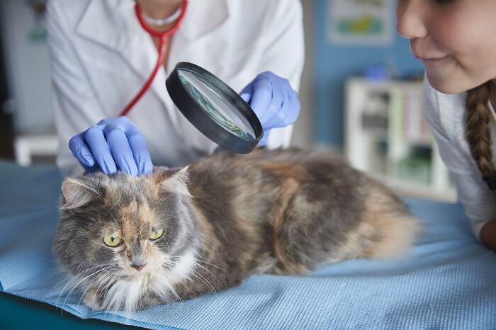 chat dont la peau est inspectée par le vétérinaire