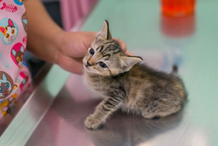 chaton à la table du vétérinaire