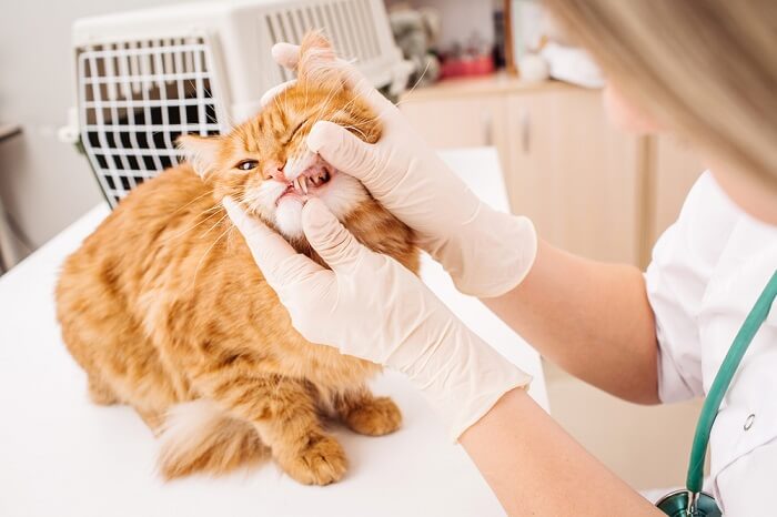 Vétérinaire vérifiant l'hygiène dentaire du chat