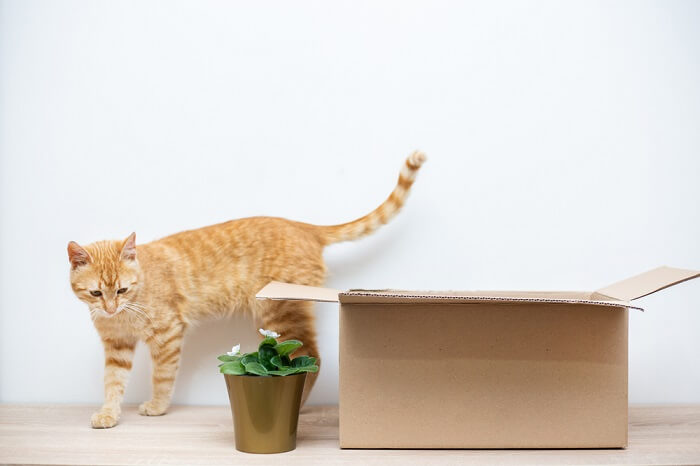 chat jaune explorant les environs d'une boîte en carton