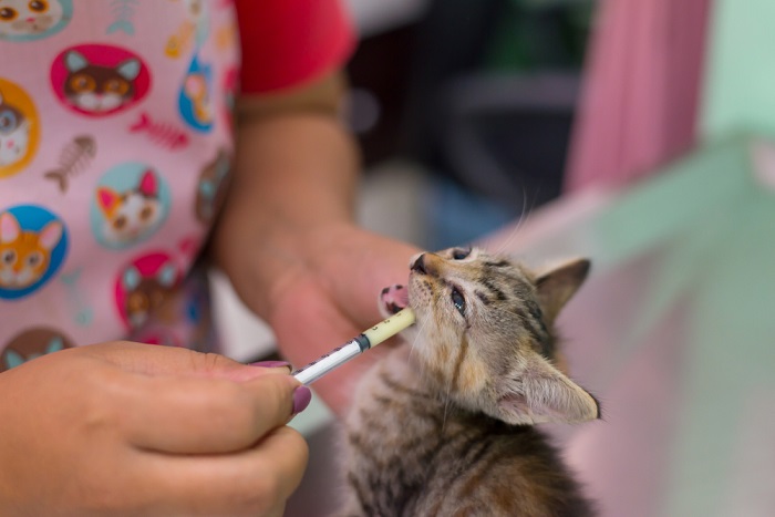 chaton recevant un traitement vermifuge