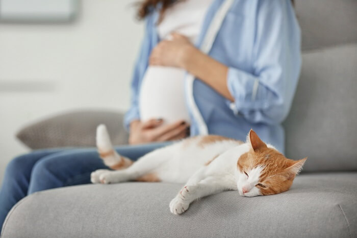 Femme enceinte avec un chat orange et blanc sur un canapé gris.