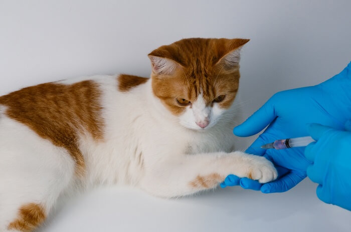 chat contrôlé et vacciné contre la rage