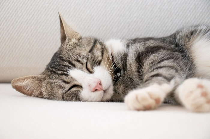 chat détendu qui dort