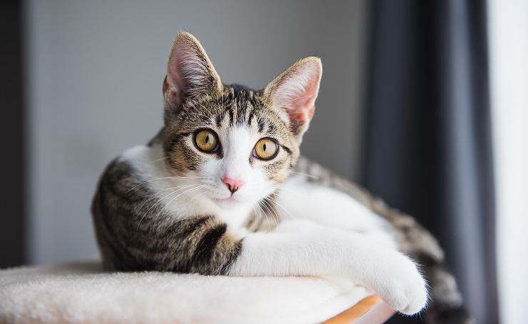 Image capturant un chat dans un état de relaxation complète.