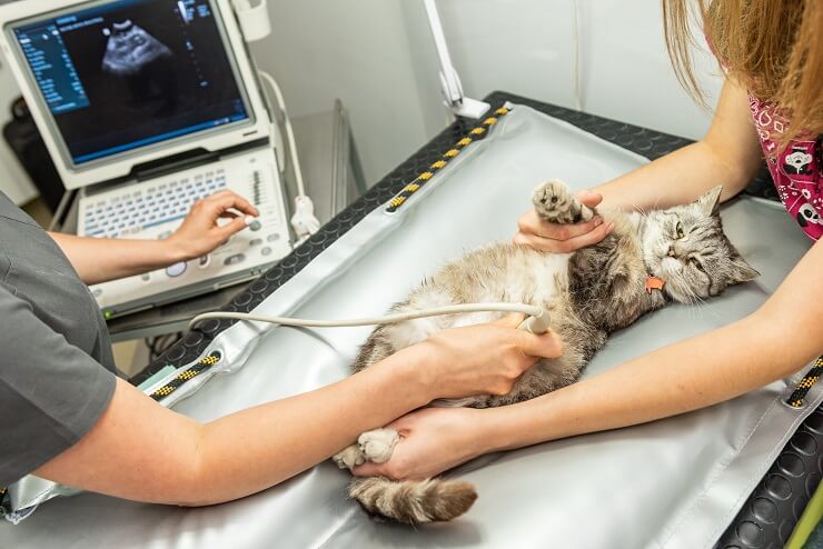 chat lors d'un examen échographique