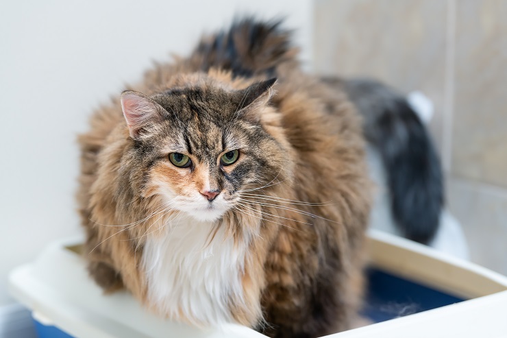 Similitudes entre les chats écailles de tortue et les chats calico