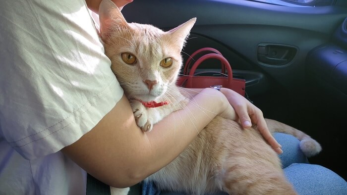 chat dans une voiture