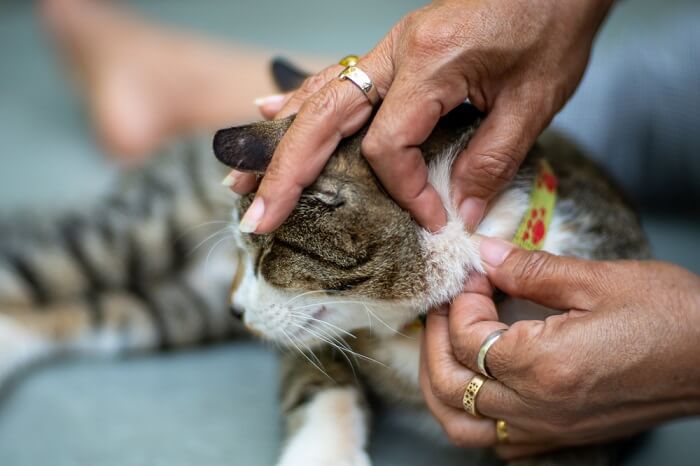 Effets secondaires de Comfortis pour chats