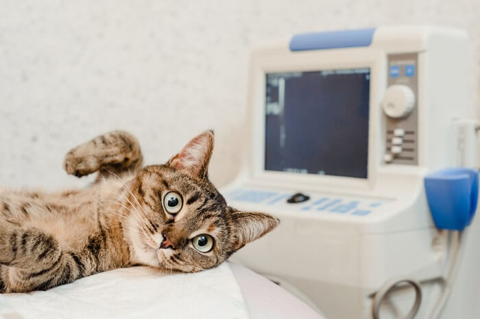 Une image représentant un chat dans une salle de radiographie lors d'une intervention médicale.