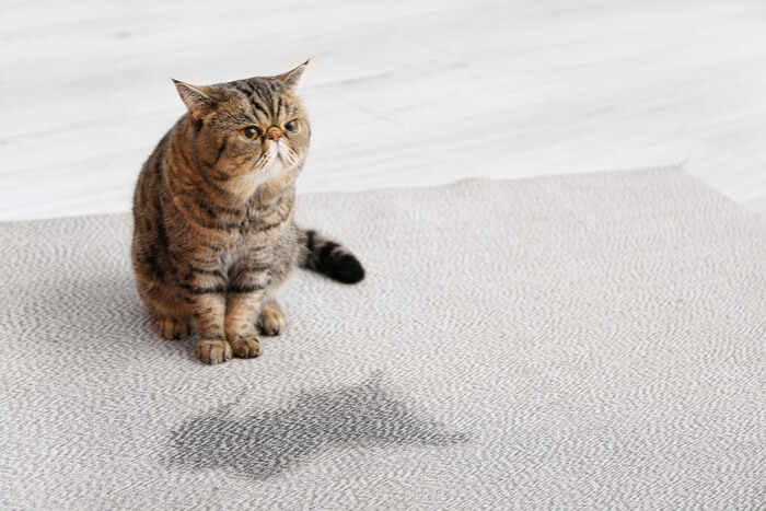 chat avec une tache humide sur le tapis