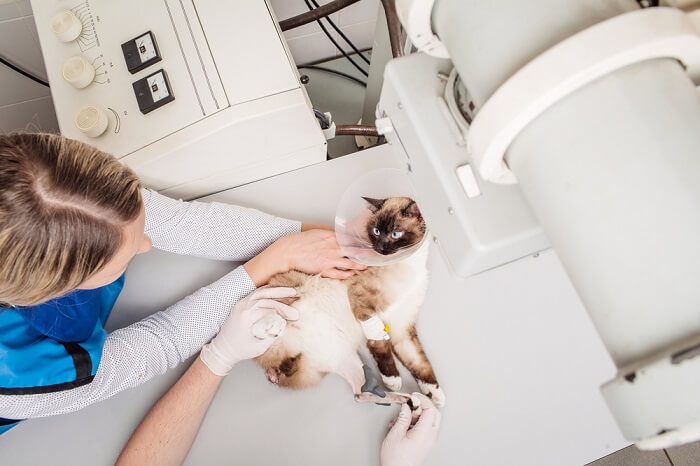 cat being prepared for x-ray