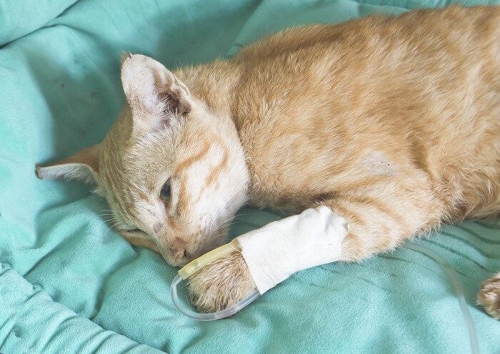 chat malade couché dans le lit