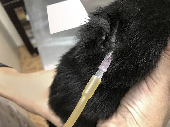 chat recevant une thérapie par fluides