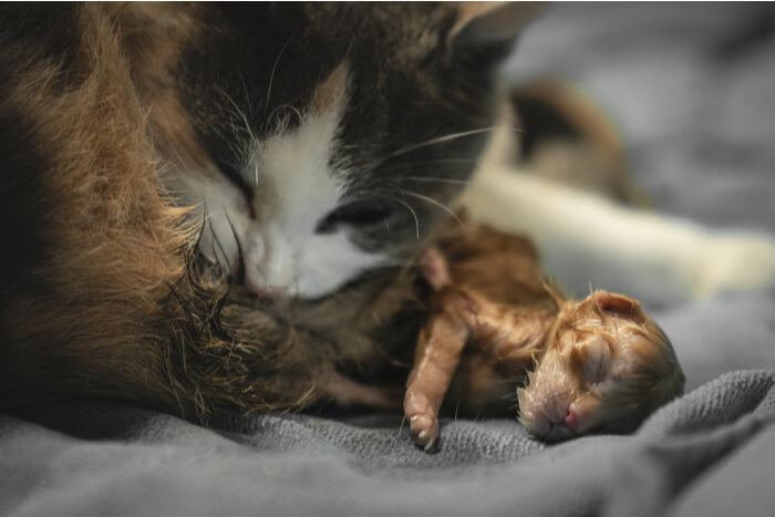 chat d'accueil avec chatons