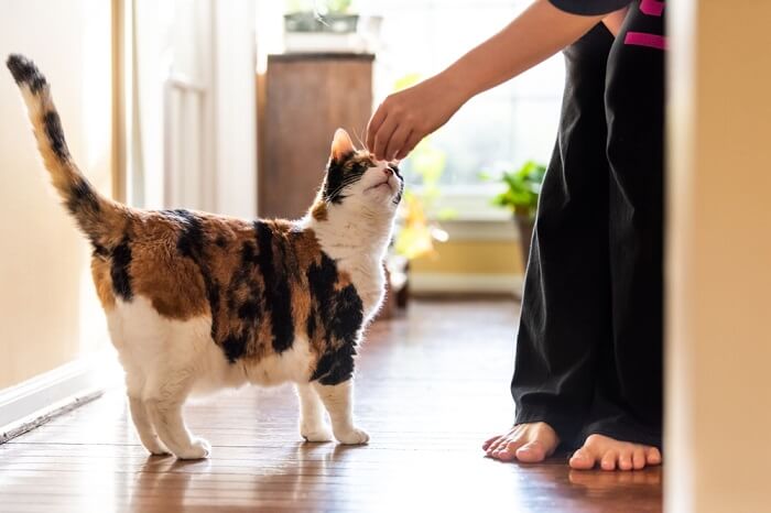 Donner des friandises à un chat.