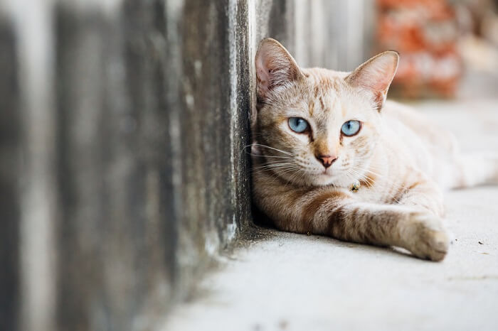 chat errant couché dans la rue