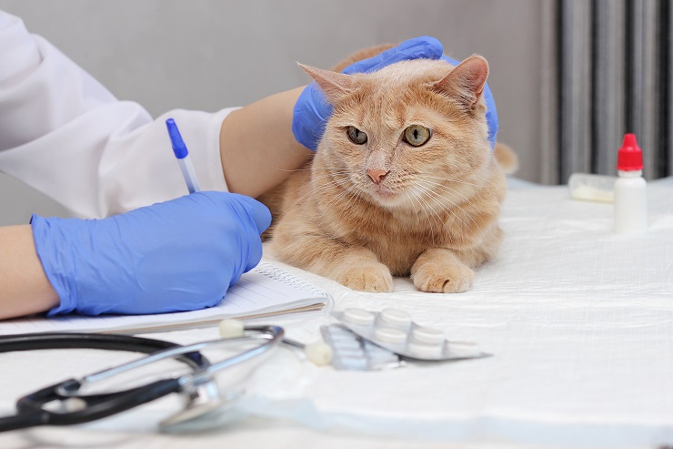 Une image capturant la rencontre d'un chat chez le vétérinaire, montrant le comportement curieux et légèrement inquiet du chat lorsqu'il interagit avec l'environnement vétérinaire, soulignant l'importance des contrôles et des soins réguliers.