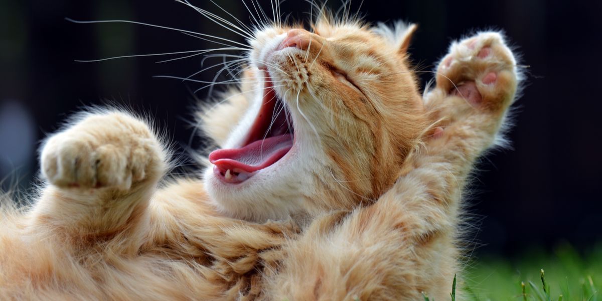 Une image intrigante capturant un chat en plein bavardage.