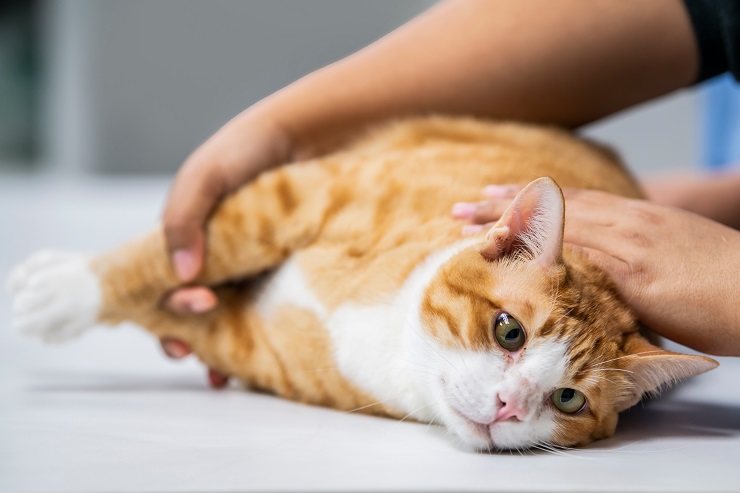 Vétérinaire vérifiant l'état d'un chat atteint de lipidose hématique