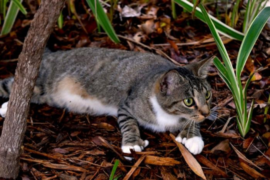 9 choses que vous ne saviez probablement pas sur les chats polydactyles ...