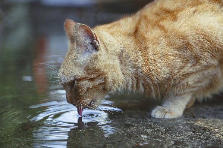 chat buvant de l'eau dans une flaque d'eau