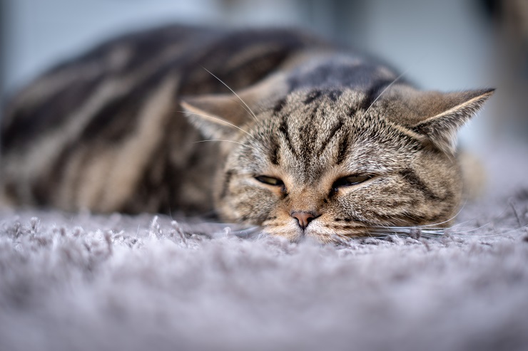 chat malade qui dort sur un tapis