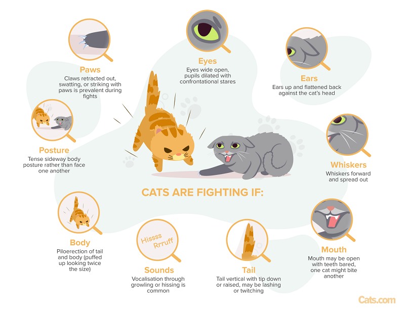 Une image illustrant les signes indiquant que des chats peuvent être engagés dans une bagarre, mettant en évidence les indices indiquant une agression et un conflit potentiels entre les compagnons félins.