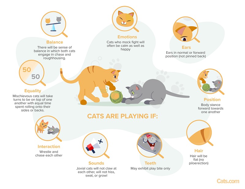 Une image illustrant les signes indiquant que les chats adoptent un comportement ludique, mettant en évidence les indices qui indiquent leur nature joyeuse et interactive.