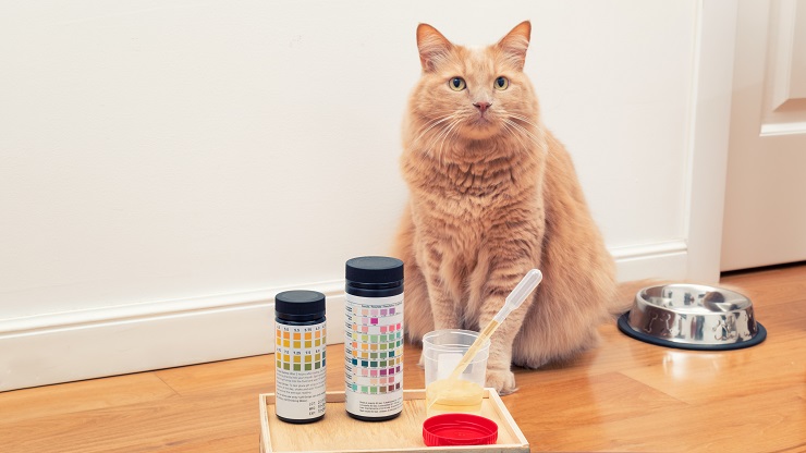 test d'urine sur les chats