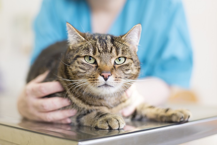 Image représentant un vétérinaire interagissant avec un chat domestique lors d'une visite chez le vétérinaire.