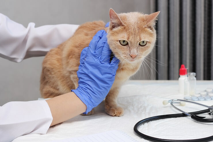 examen vétérinaire pour un chat atteint de lipidose hépatique