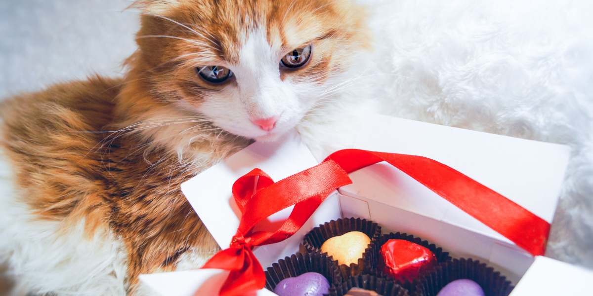 Image de mise en garde représentant un chat près d'un morceau de chocolat.