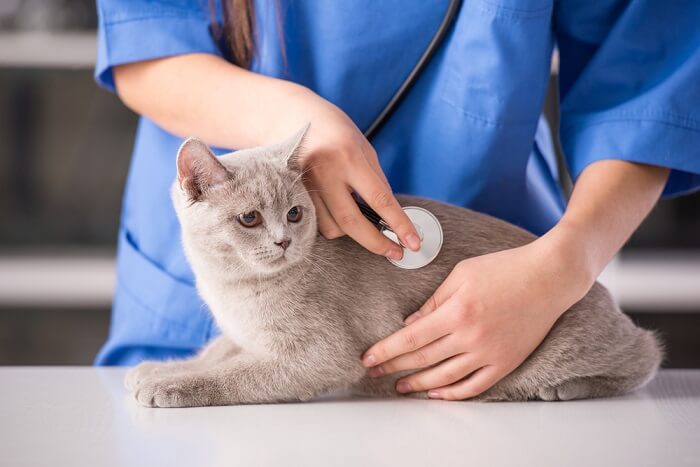 Chat recevant des soins vétérinaires avec un vétérinaire attentionné