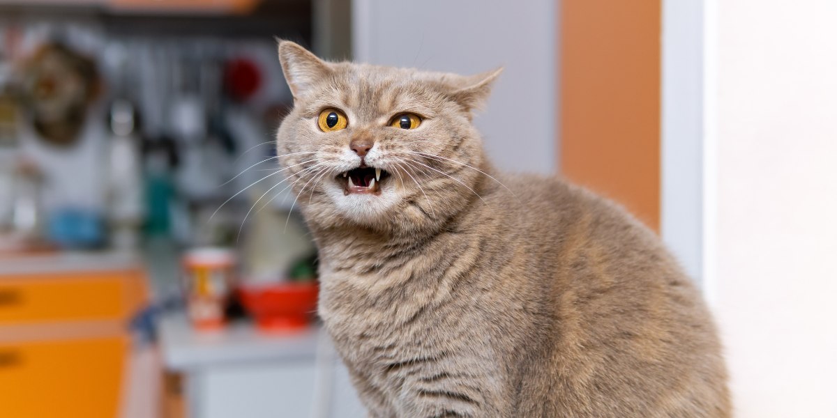 Un chat présenté sur l'image avec une expression enrouée