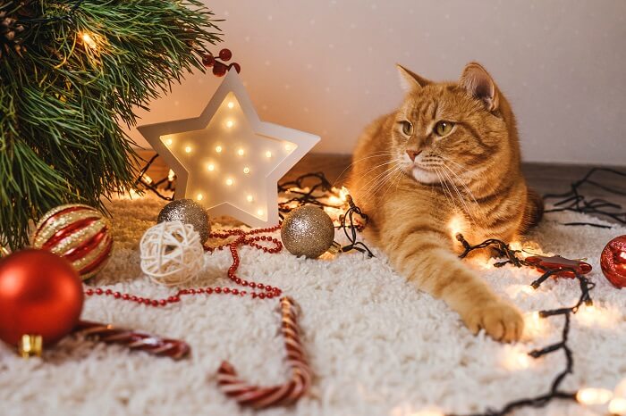 Un chat espiègle sème le chaos près d'un sapin de Noël.