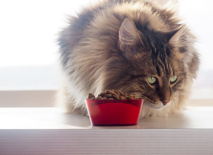 chat mangeant de la nourriture