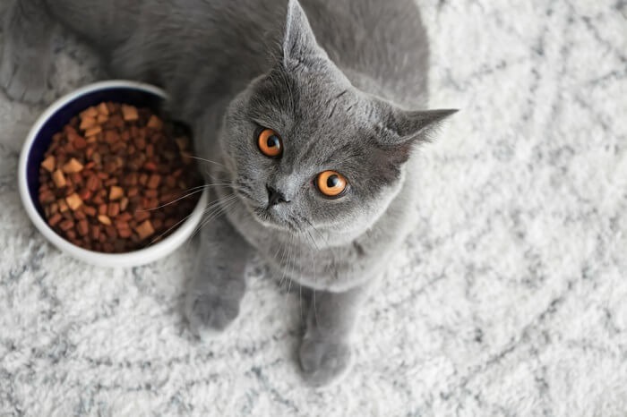 Dosage de la capromoréline pour les chats